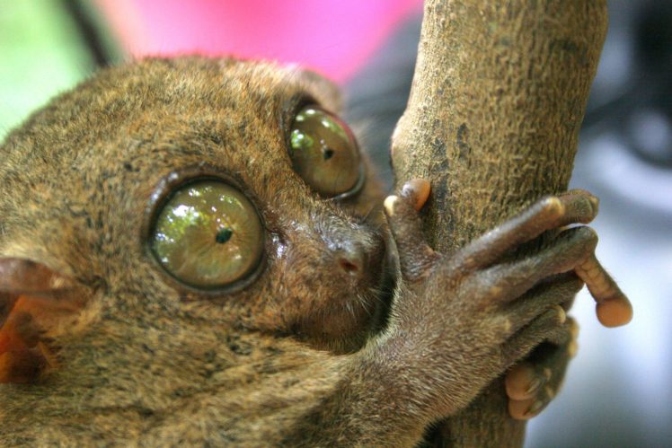 tarsier, Monkey, Primate, Eyes, Humor, Funny, Cute,  19 HD Wallpaper Desktop Background