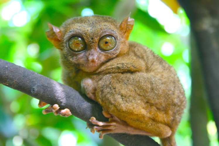 tarsier, Monkey, Primate, Eyes, Humor, Funny, Cute,  22 HD Wallpaper Desktop Background