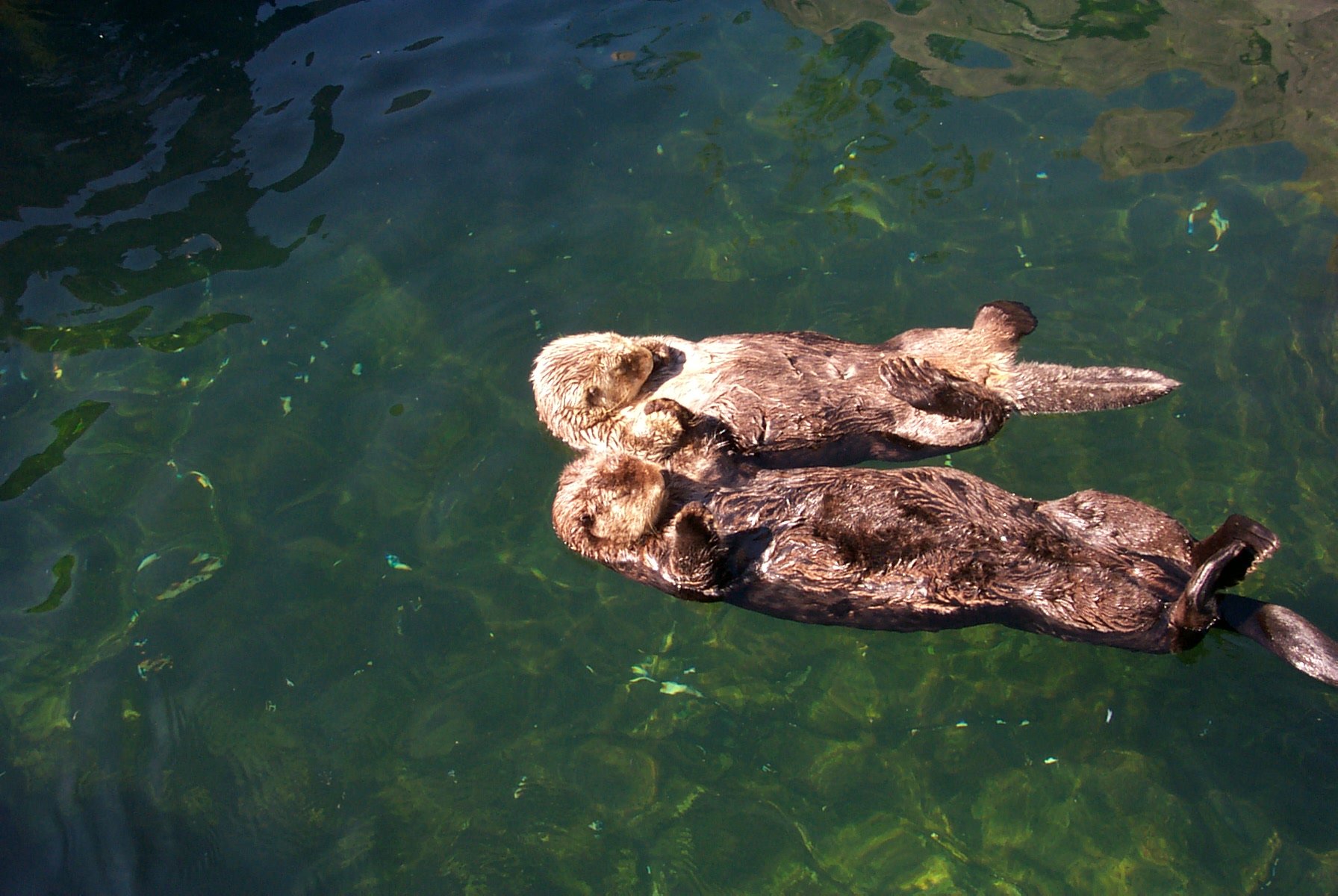 sea, Otter, Sea, Ocean,  12 , Jpg Wallpaper