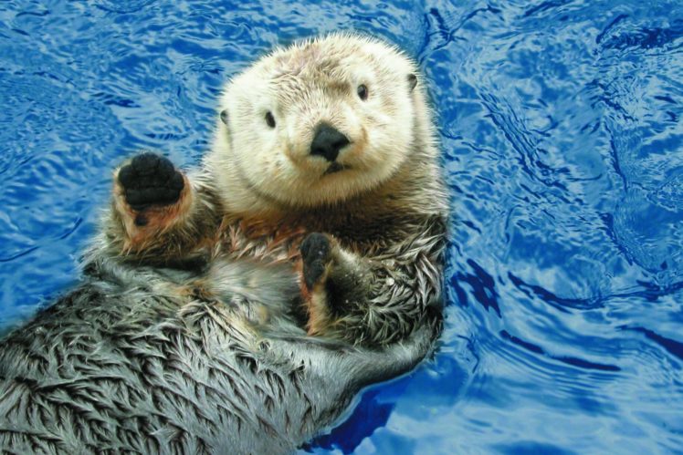 sea, Otter, Sea, Ocean,  16 HD Wallpaper Desktop Background