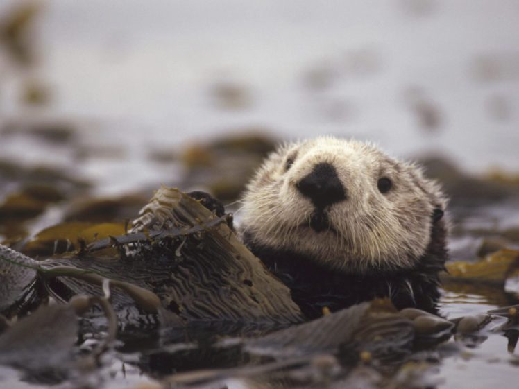 sea, Otter, Sea, Ocean,  26 HD Wallpaper Desktop Background