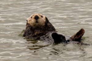 sea, Otter, Sea, Ocean,  28
