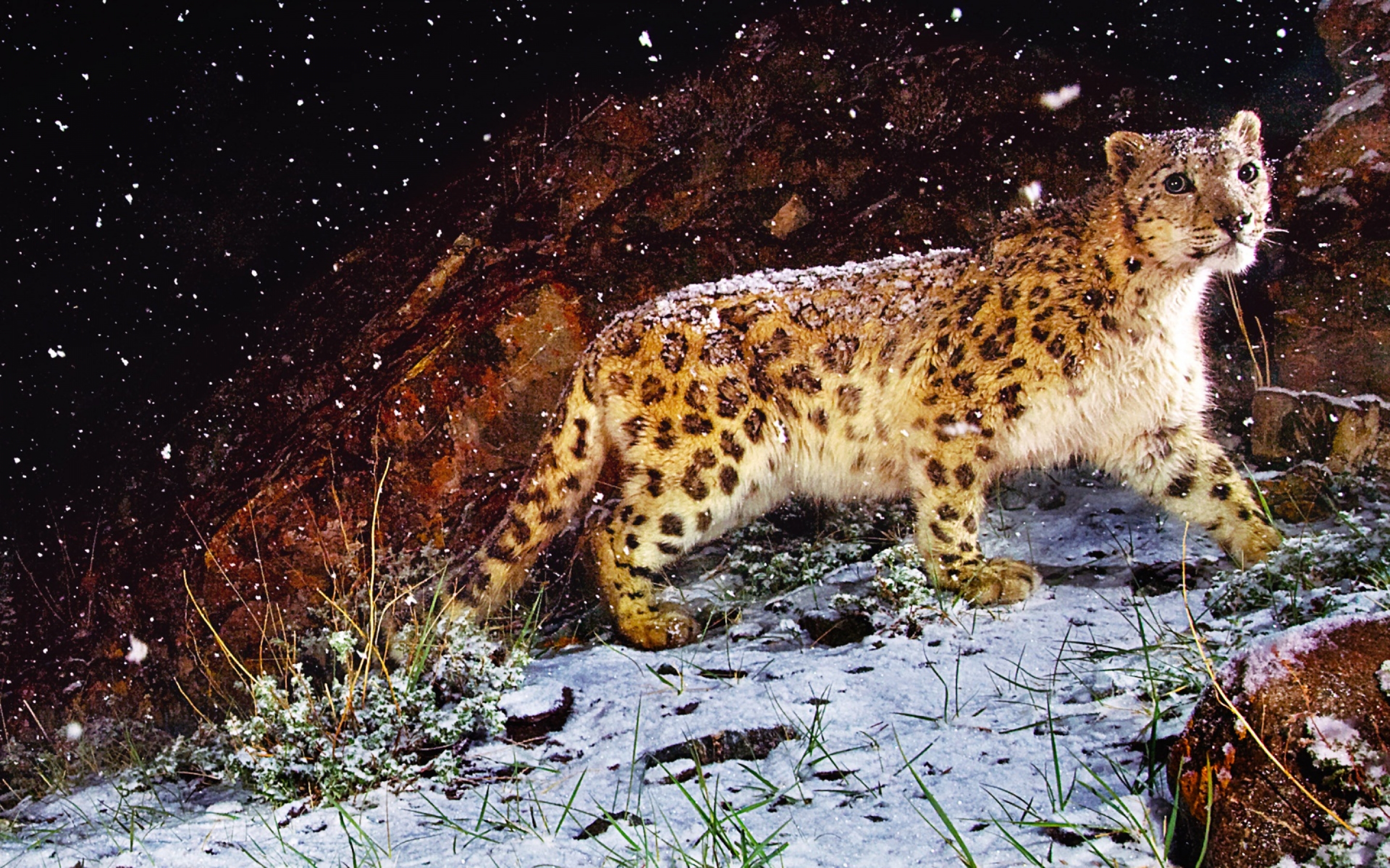 astonished, Snow, Leopard Wallpaper