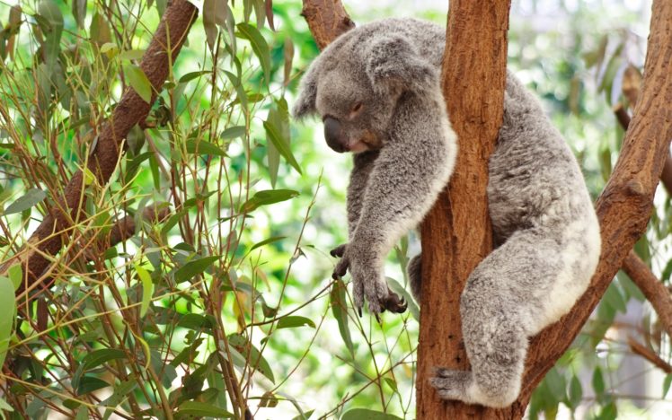 koala HD Wallpaper Desktop Background