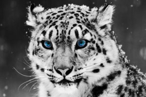 tiger, Glacial, Eyes