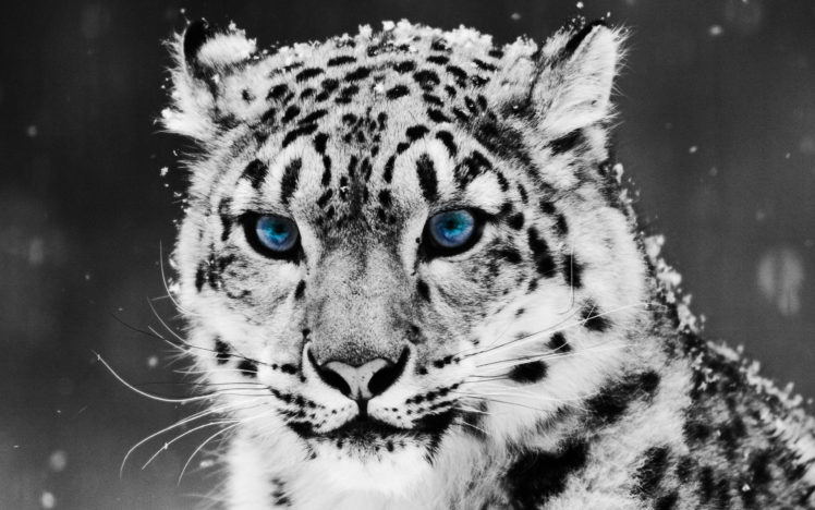 tiger, Glacial, Eyes HD Wallpaper Desktop Background