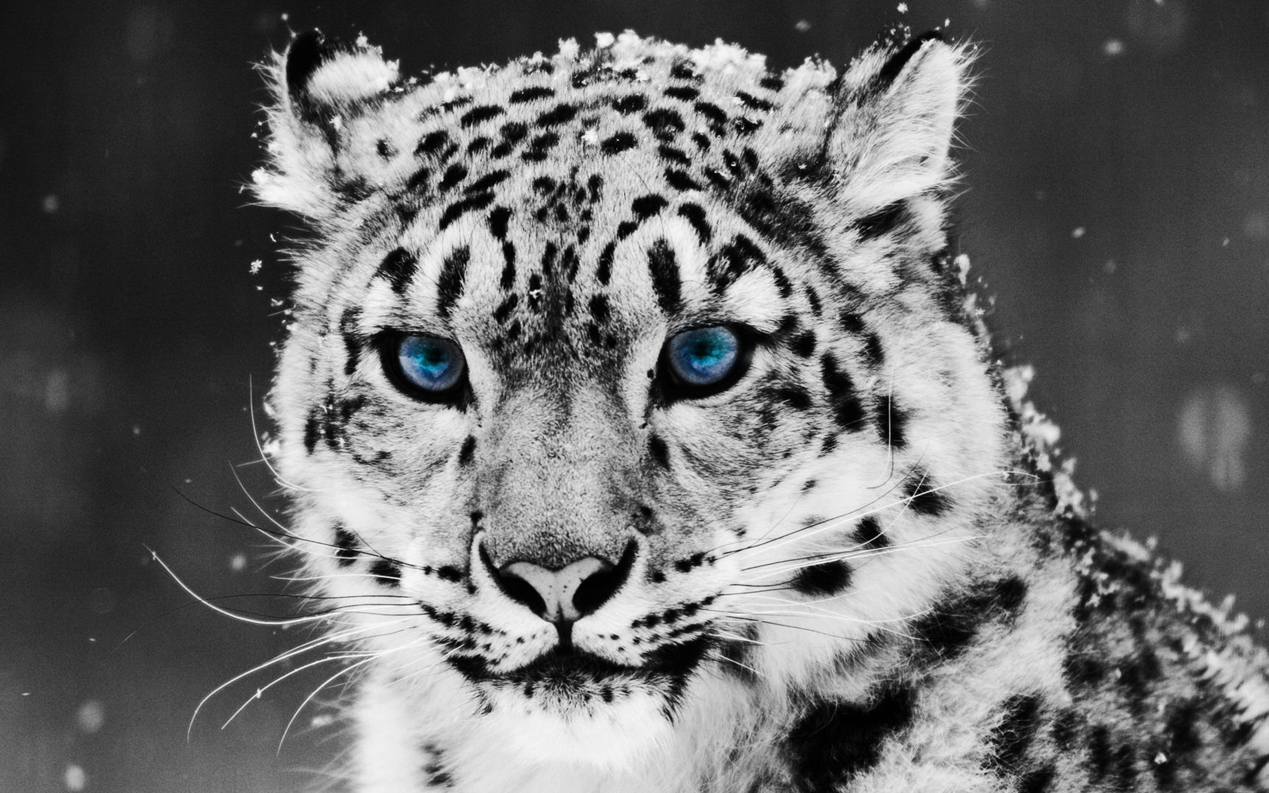 tiger, Glacial, Eyes Wallpaper