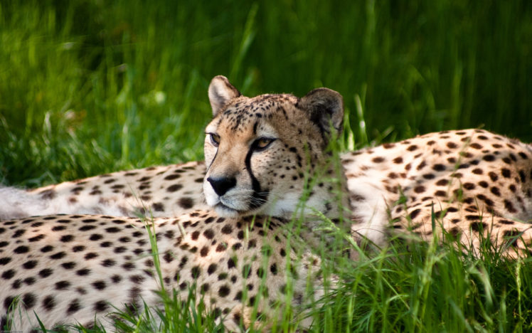 cheetah, Beauty HD Wallpaper Desktop Background