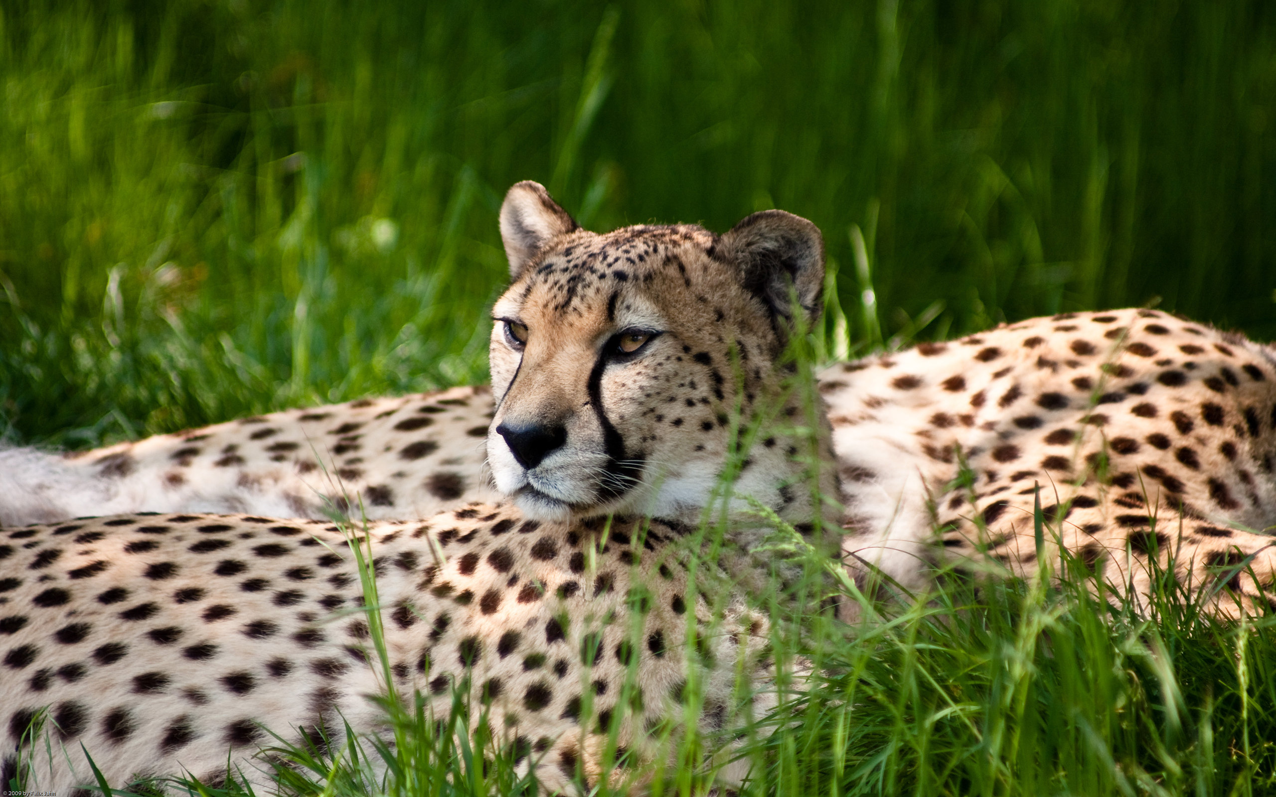 cheetah, Beauty Wallpaper