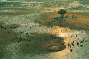 buffalo, Africa, Migration, Lakes, Landscapes, Nature