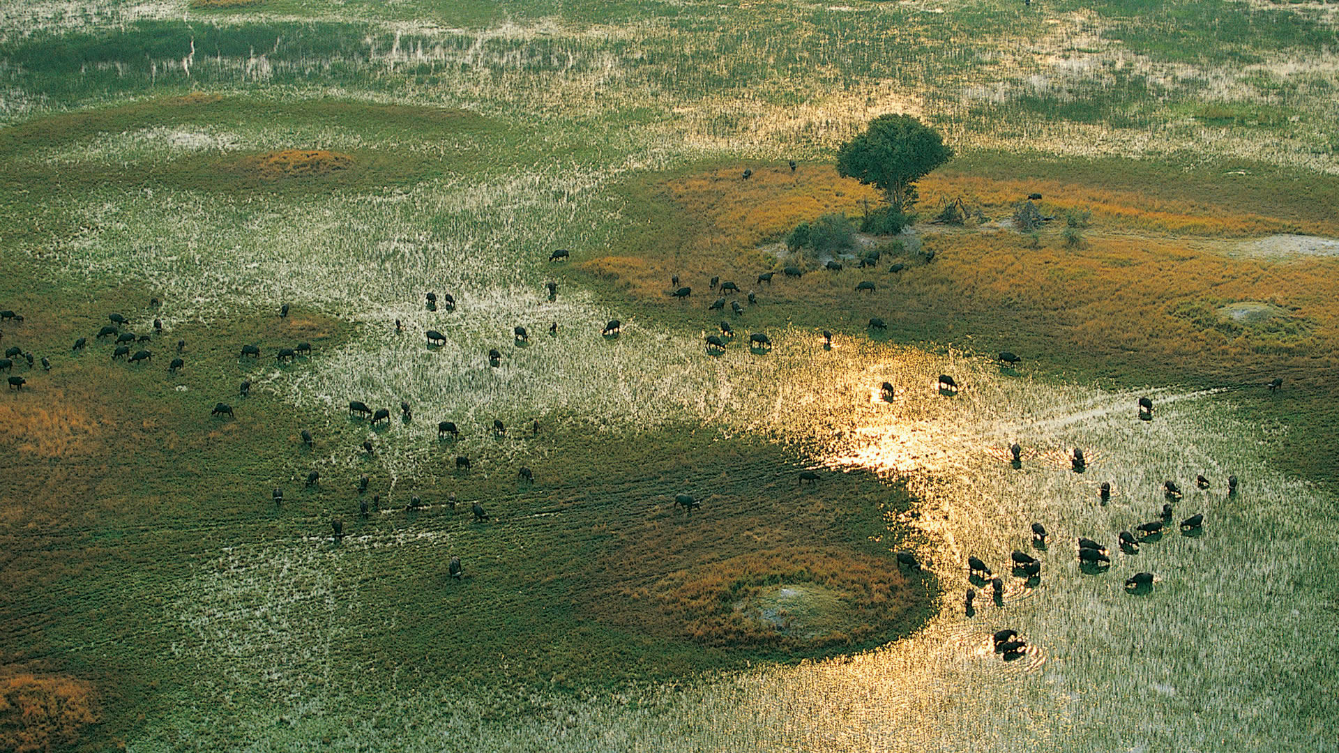 buffalo, Africa, Migration, Lakes, Landscapes, Nature Wallpaper