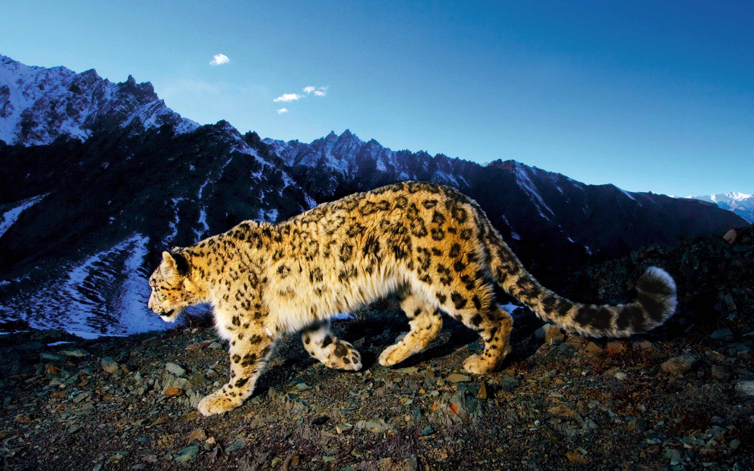 snow, Leopard, Prowl Wallpaper