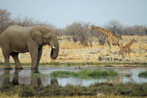 elephant, Giraffe, Africa, Landscapes, Nature