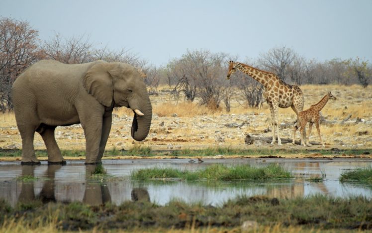 elephant, Giraffe, Africa, Landscapes, Nature HD Wallpaper Desktop Background