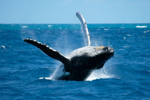 whales, Breach, Ocean, Sea, Drops, Spray, Splash
