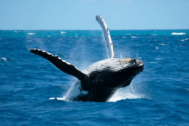 whales, Breach, Ocean, Sea, Drops, Spray, Splash HD Wallpaper Desktop Background