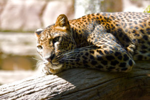 lazing, Leopard