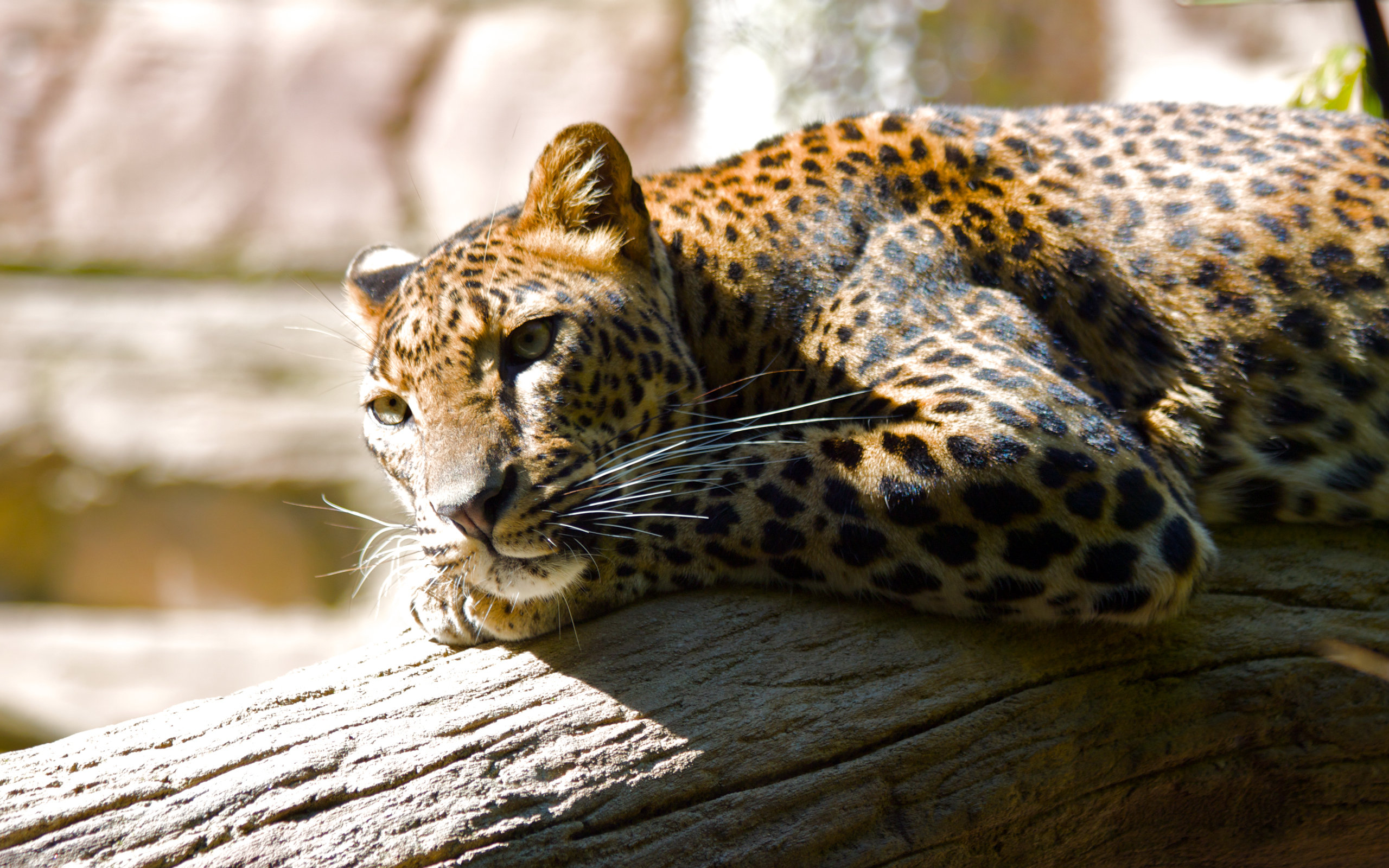 lazing, Leopard Wallpaper