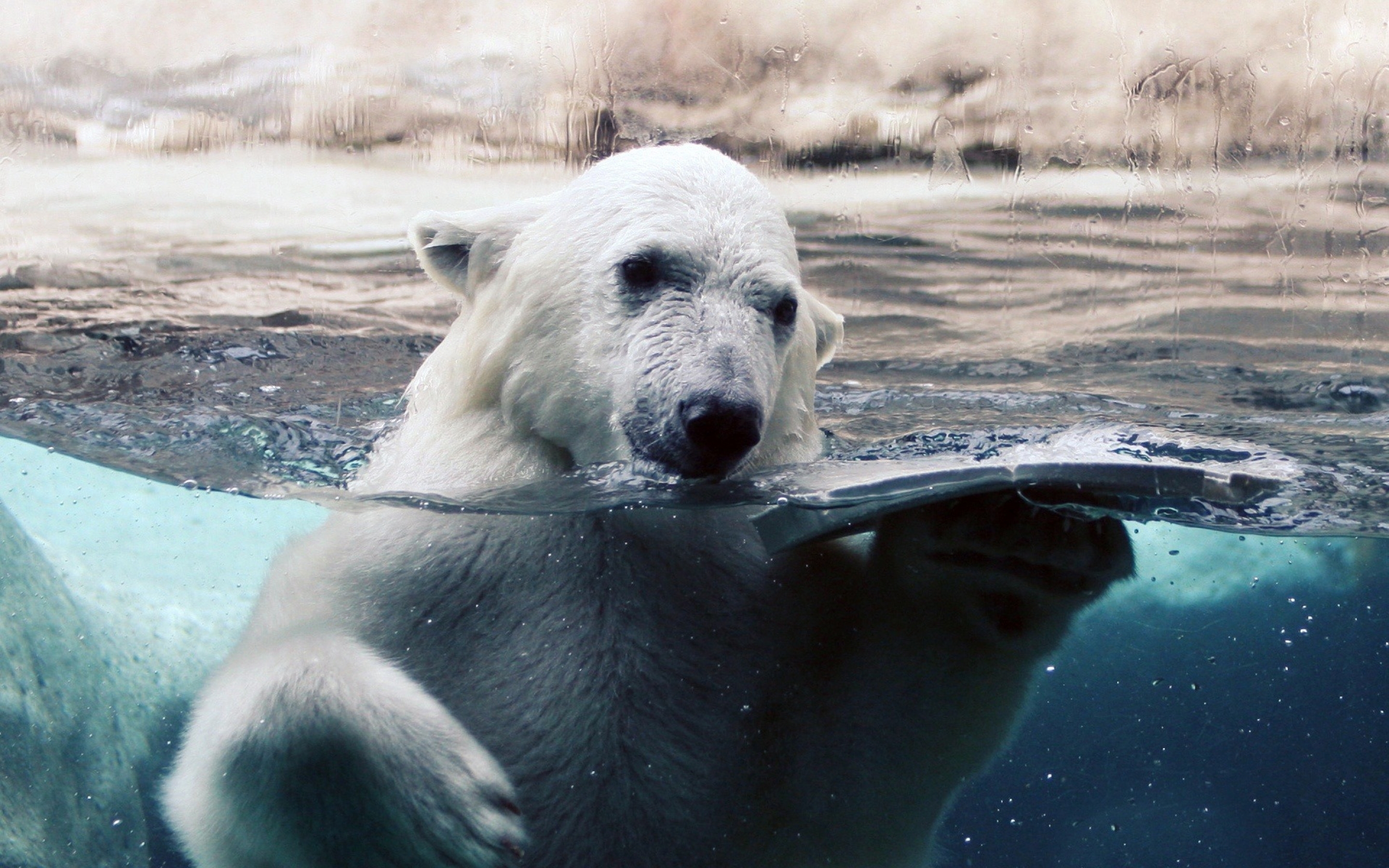 polar, Bear, In, Water Wallpaper