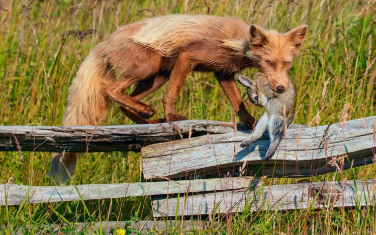 fox, Rabbit, Hunting, Death, Fence, Grass HD Wallpaper Desktop Background