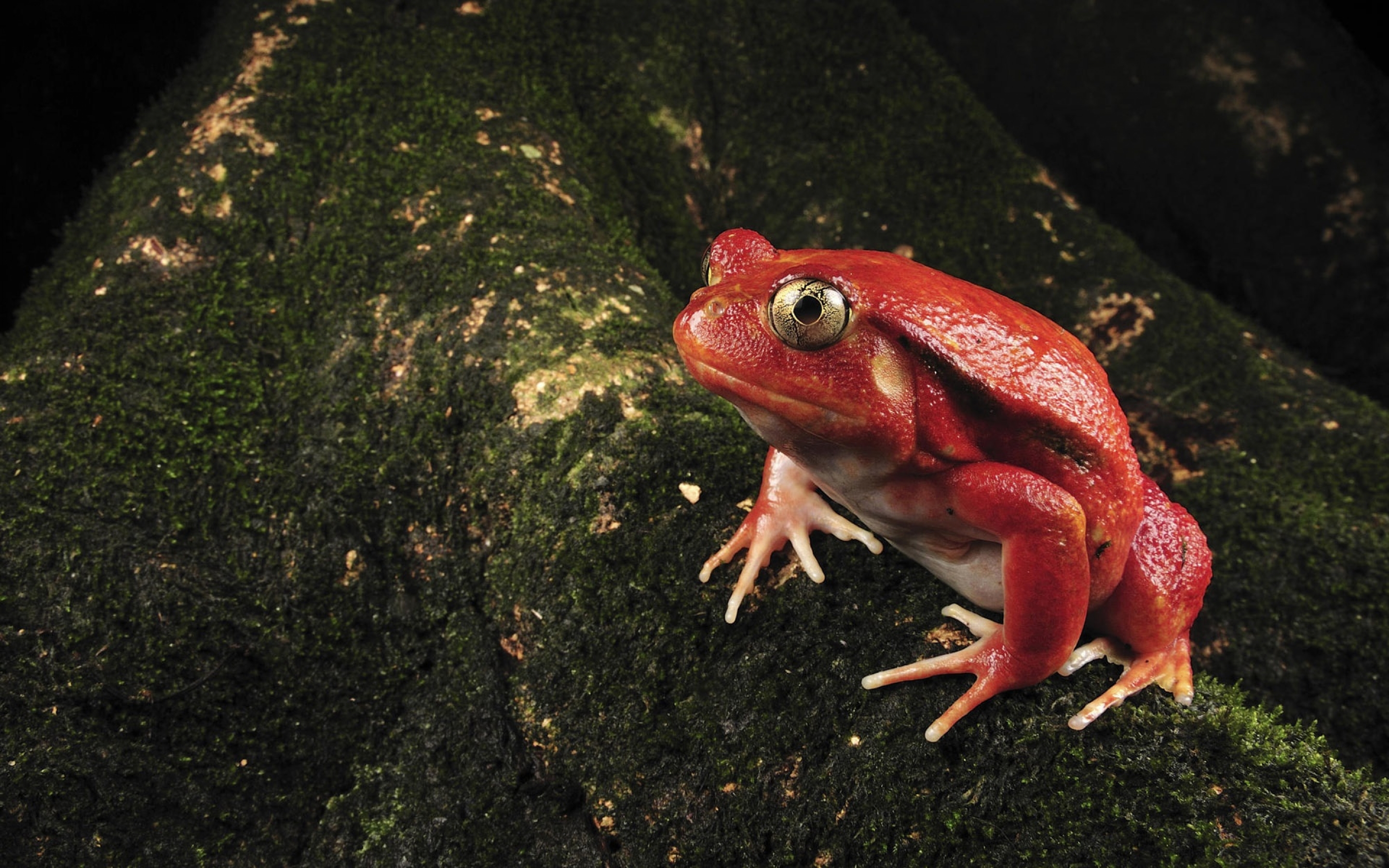 single, Red, Frog Wallpaper