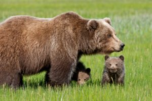 bear, With, Cubs