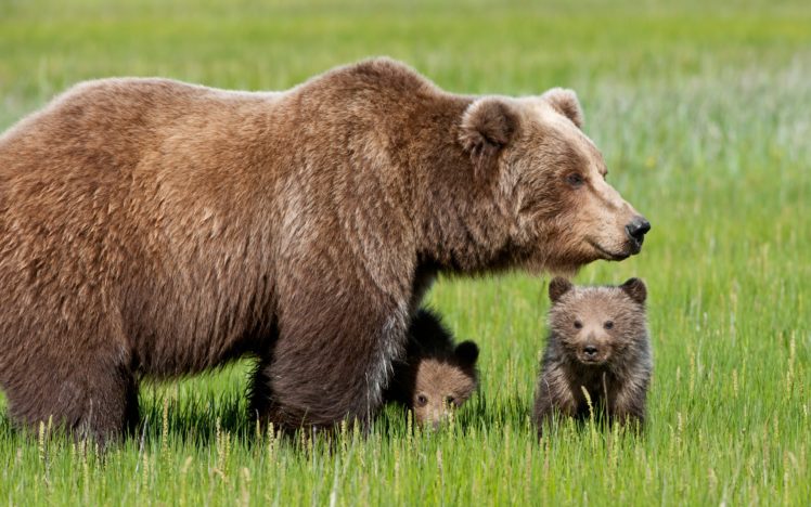 bear, With, Cubs HD Wallpaper Desktop Background