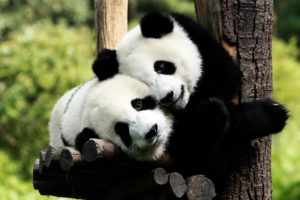 panda, Bears, In, Love