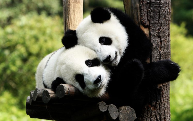 panda, Bears, In, Love HD Wallpaper Desktop Background