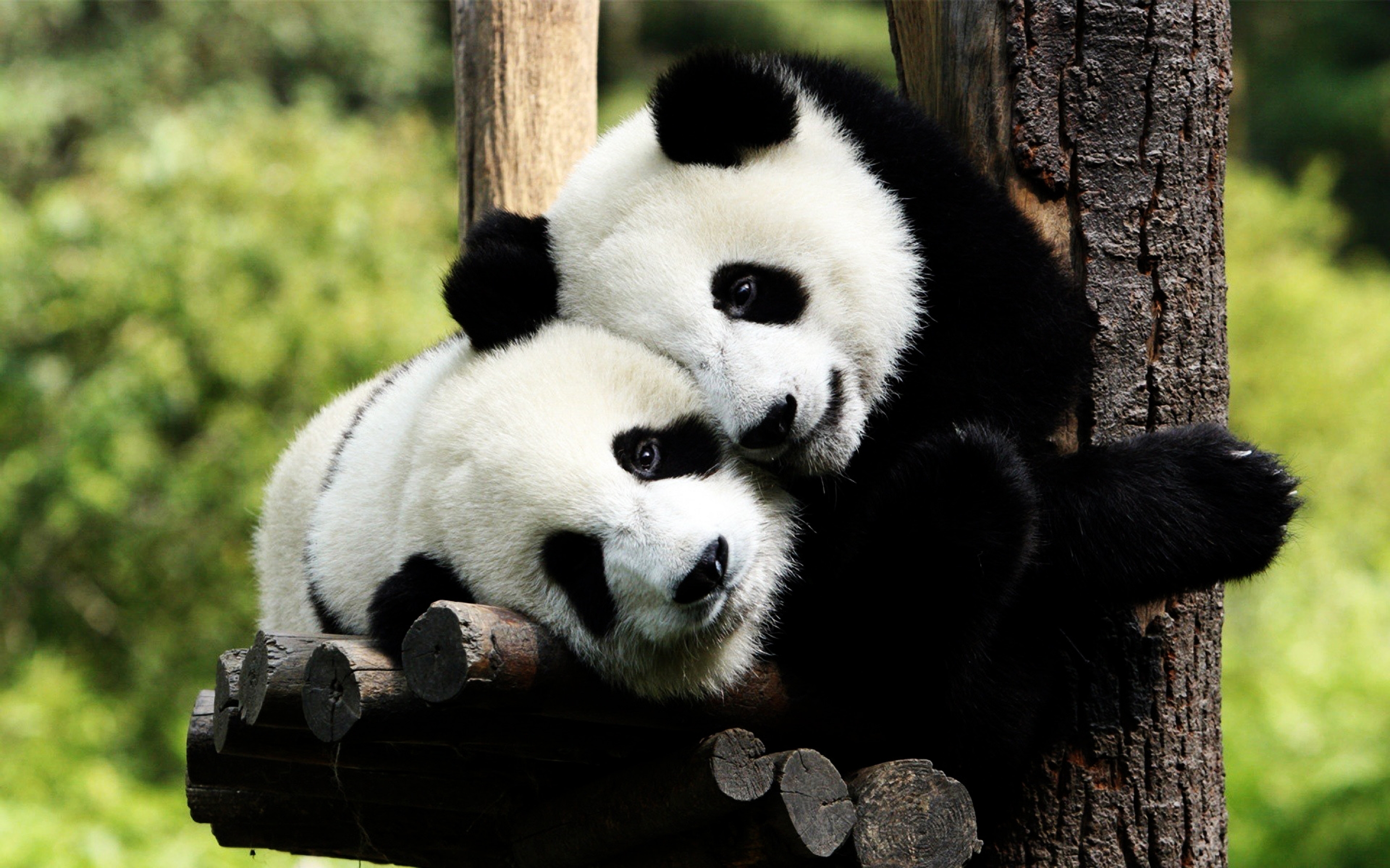panda, Bears, In, Love Wallpaper