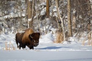 bison, Buffalo, Landscapes, Winter, Snow, Animals, Wildlife, Tees, Forest