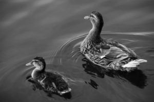 two, Ducks, On, Lake
