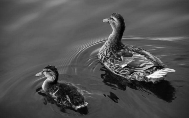 two, Ducks, On, Lake HD Wallpaper Desktop Background