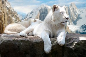 white, Lions