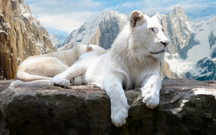 white, Lions HD Wallpaper Desktop Background