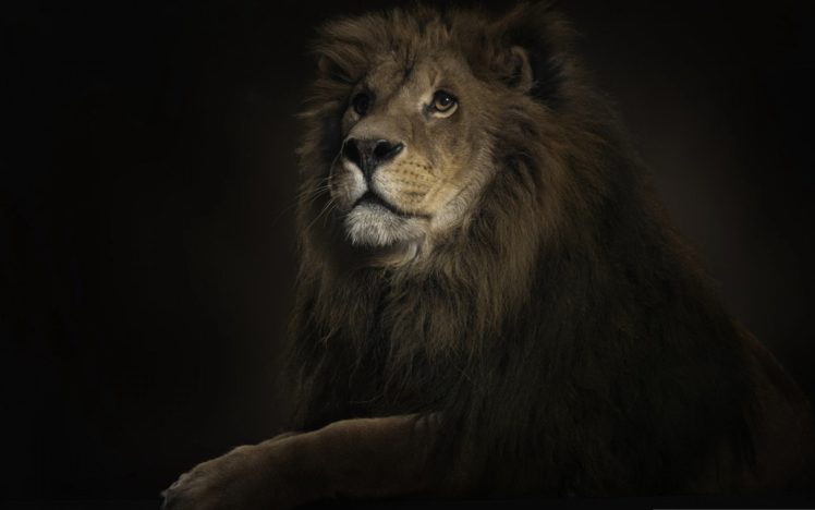 seriously, Lion, King HD Wallpaper Desktop Background