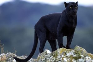 superb, Panther