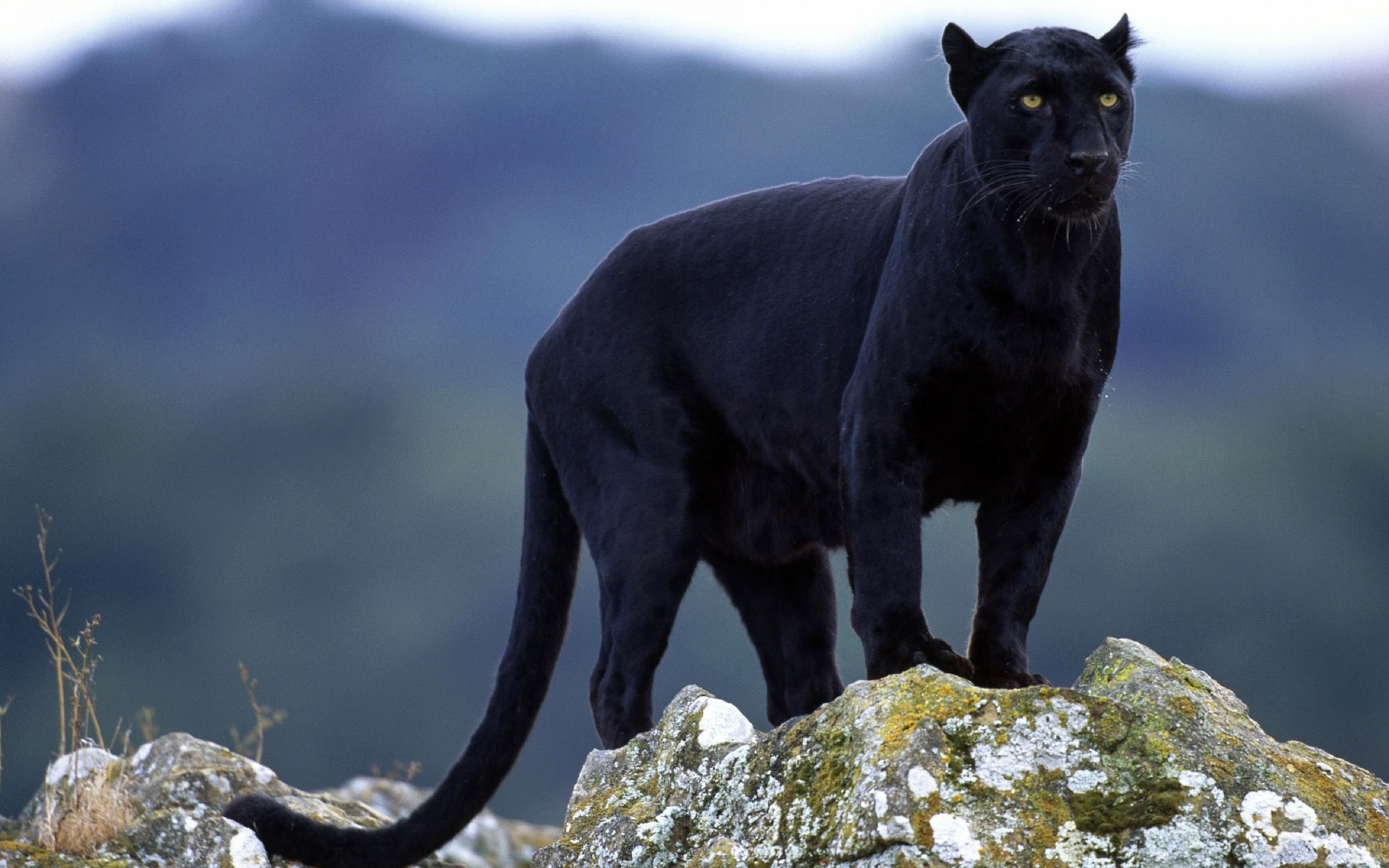 superb, Panther Wallpapers HD / Desktop and Mobile Backgrounds