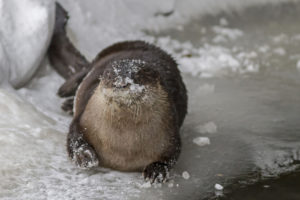 animals, Otter, Winter, Snow, Cute