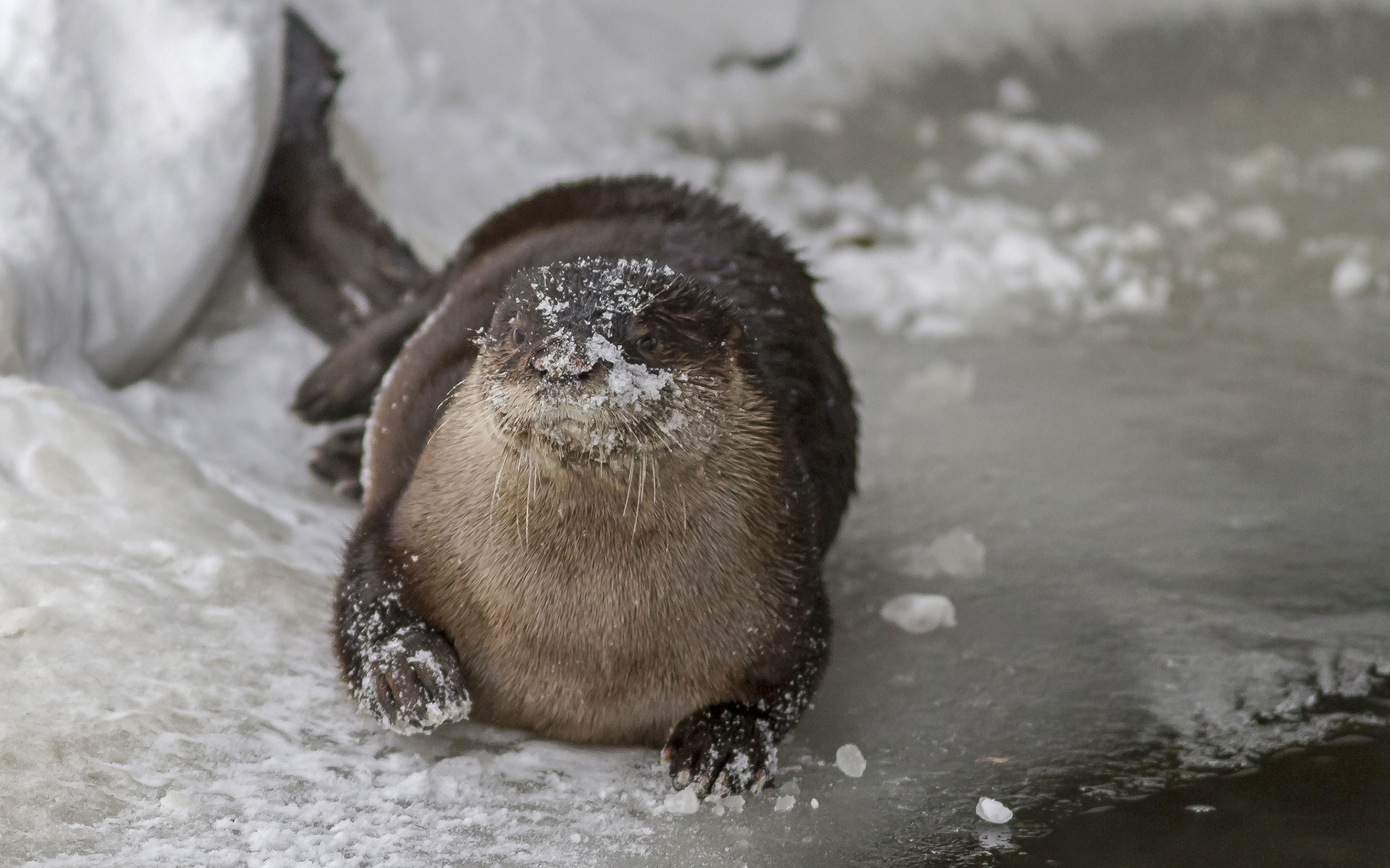 animals, Otter, Winter, Snow, Cute Wallpaper