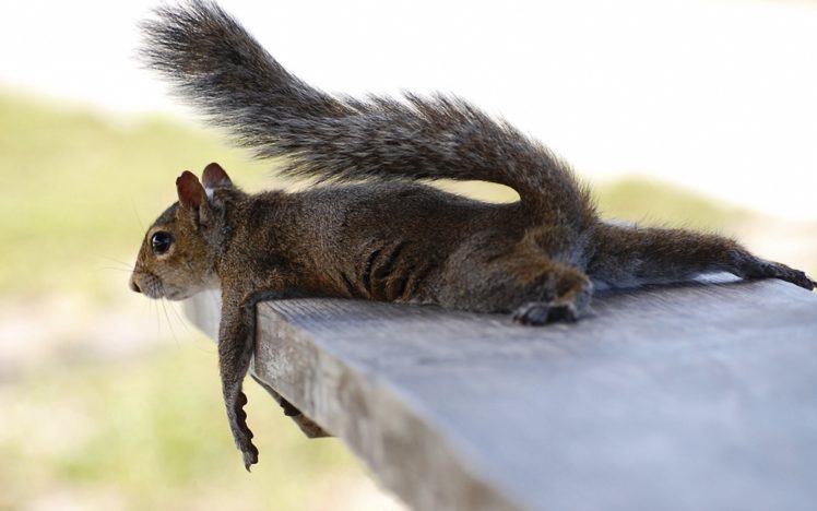 animals, Squirrels, Humor, Relax, Mood HD Wallpaper Desktop Background
