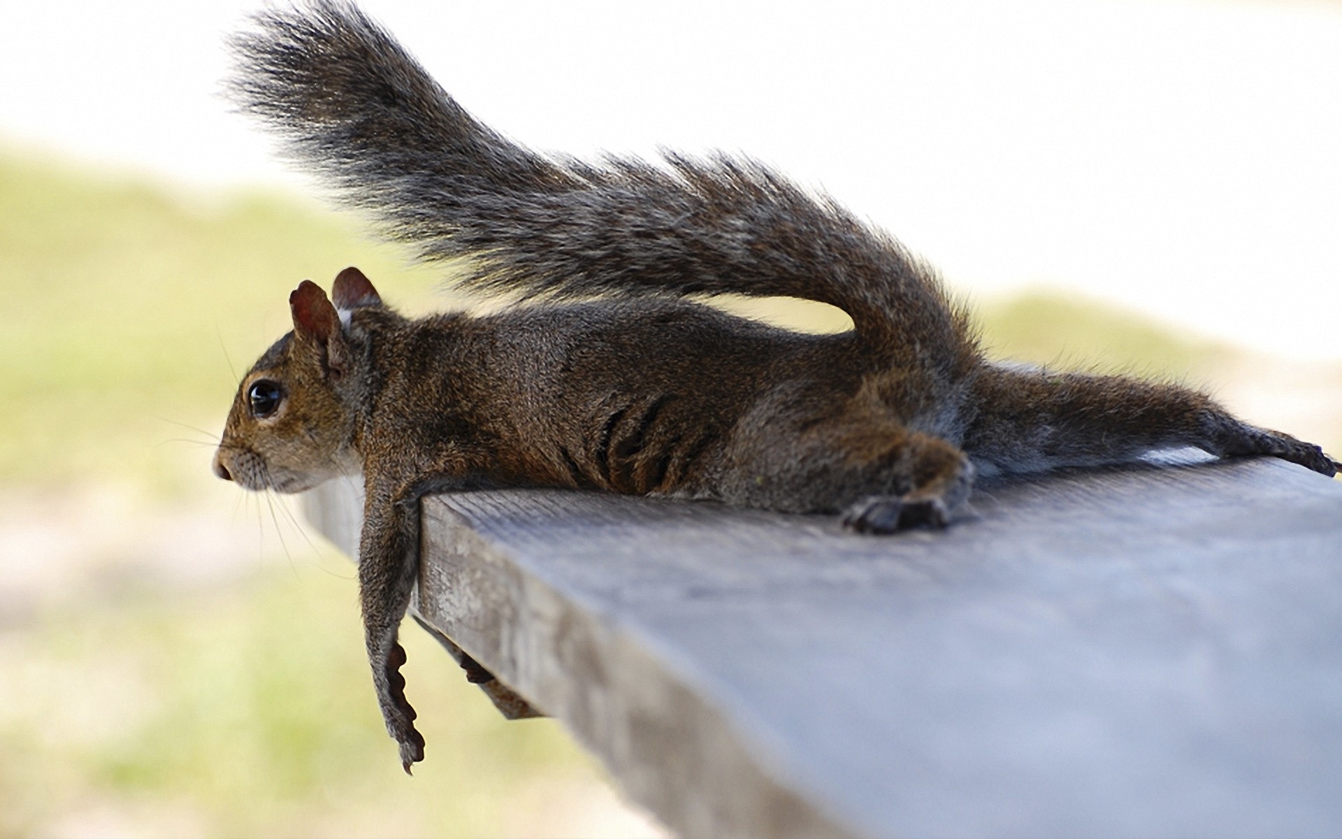 animals, Squirrels, Humor, Relax, Mood Wallpaper
