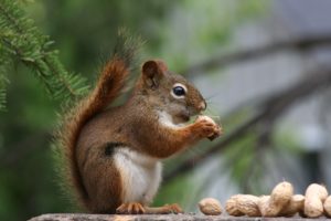 animals, Squirrels, Nuts