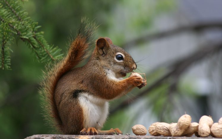animals, Squirrels, Nuts HD Wallpaper Desktop Background