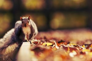 nature, Animals, Leaves, Squirrels, Autumn