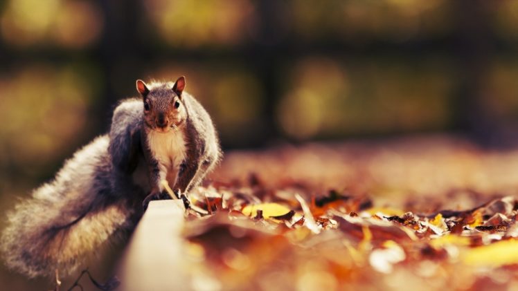 nature, Animals, Leaves, Squirrels, Autumn HD Wallpaper Desktop Background