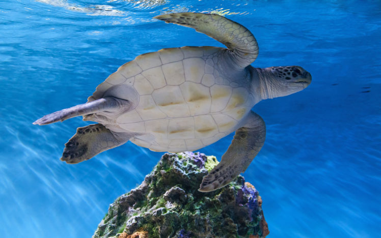 turtle, Tortoise, Underwater, Ocean, Sea, Wildlife HD Wallpaper Desktop Background