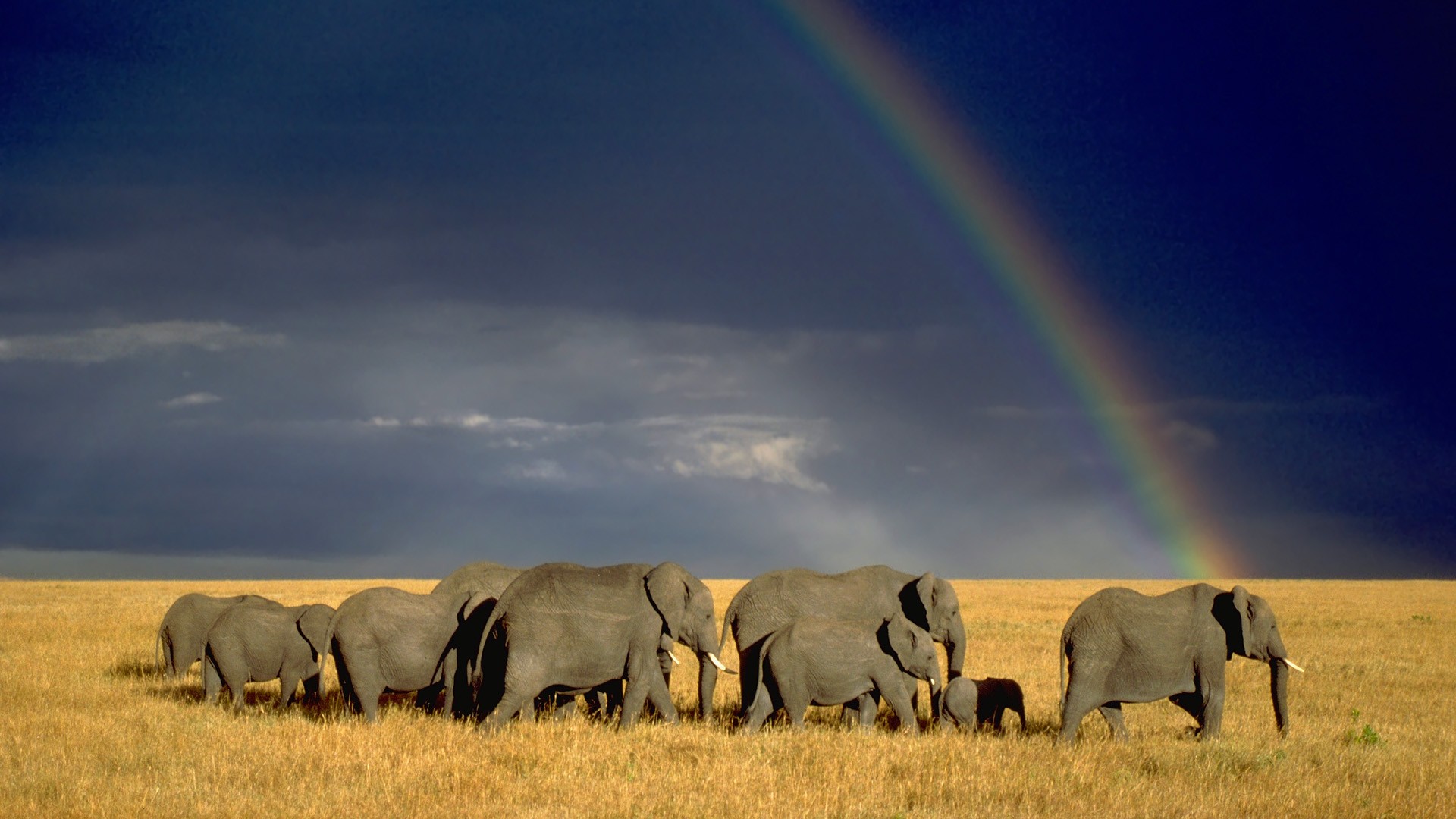elephants, Herd, Rainbow, Animals, Africa, Nature, Landscapes, Sky, Storm, Rain, Babies, Clouds, Grass Wallpaper