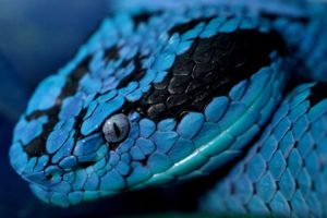blue, Snake