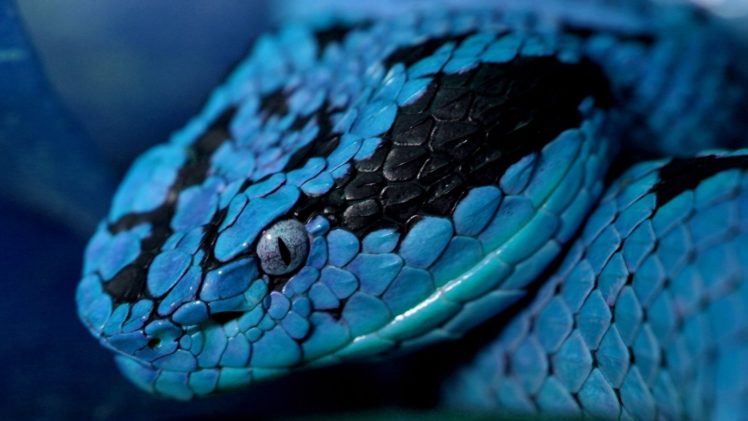 blue, Snake HD Wallpaper Desktop Background
